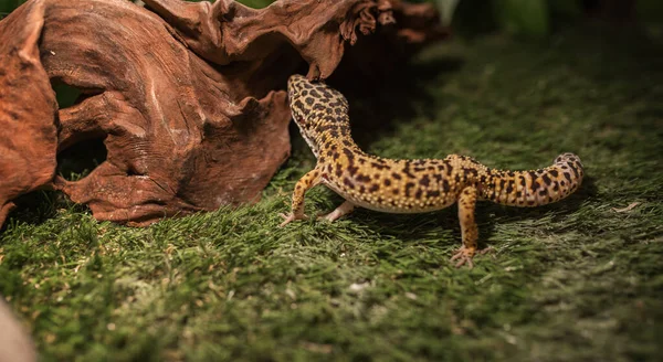 豹壁虎 Leopard Geckon Eublefar 的玻璃外壳装饰着草 圆灰色的石头和木制的圆木 可爱的异国情调的宠物有选择的重点 人工照明 — 图库照片