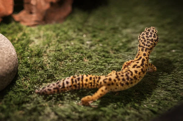 Leopard Geckon Eublefar Γυάλινο Περίβολο Διακοσμημένο Γρασίδι Στρογγυλή Γκρίζα Πέτρα — Φωτογραφία Αρχείου