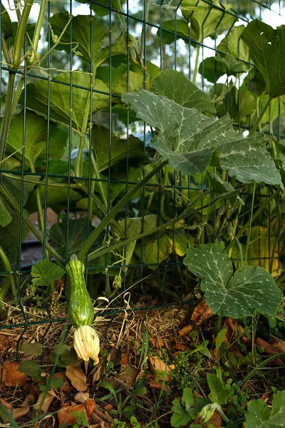 Green zucchini zucchini grows in the garden. On a Sunny summer day. The concept of harvest