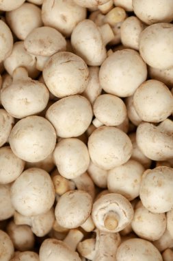 Küçük yuvarlak, beyaz, kültürlü mantarlar. Yakın plan. Hasat mevsimi konsepti. Düz yatıyordu