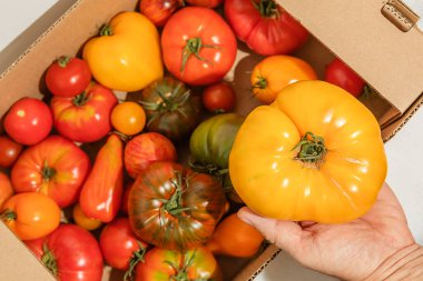 Karton bir kutunun içinde, parlak, olgun, çok renkli domatesler. Seçici odaklanma. Hasat mevsimi konsepti