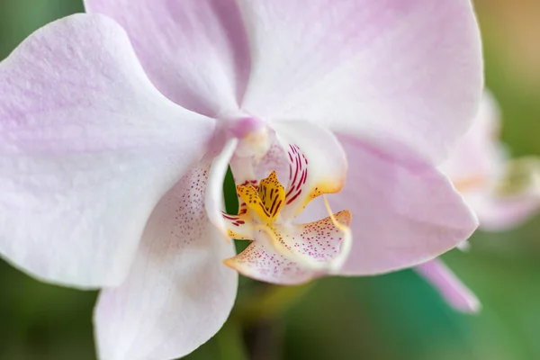 百合花的百合花的伞形特写在绿色的背景 有选择的重点 — 图库照片