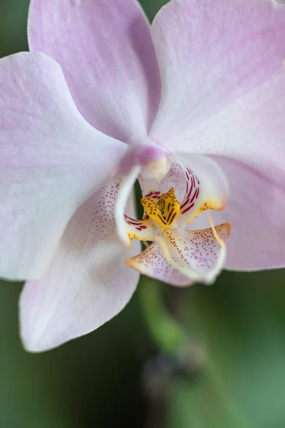 百合花的百合花的伞形特写在绿色的背景 有选择的重点 — 图库照片