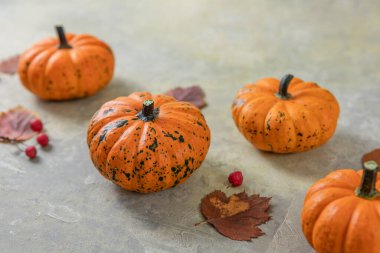 Yaratıcı sonbahar kompozisyonu. Renkli arkaplanda fotokopi alanı olan kabaklar. Hasat konsepti, Şükran Günü, Cadılar Bayramı, davetiye kartları.
