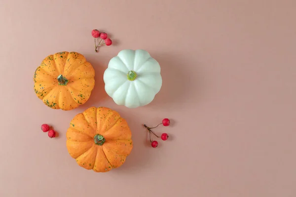 Creative autumn composition. pumpkins on a colored background with copy space. concept of harvest, thanksgiving, Halloween, invitation cards.