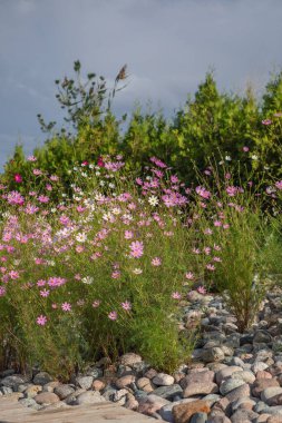 Kozmea 'nın bahçe çiçekleri, kayaların üzerinde, bulutlu bir gökyüzüne karşı büyüyor.
