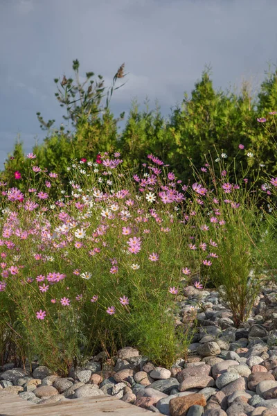 Kozmea 'nın bahçe çiçekleri, kayaların üzerinde, bulutlu bir gökyüzüne karşı büyüyor.
