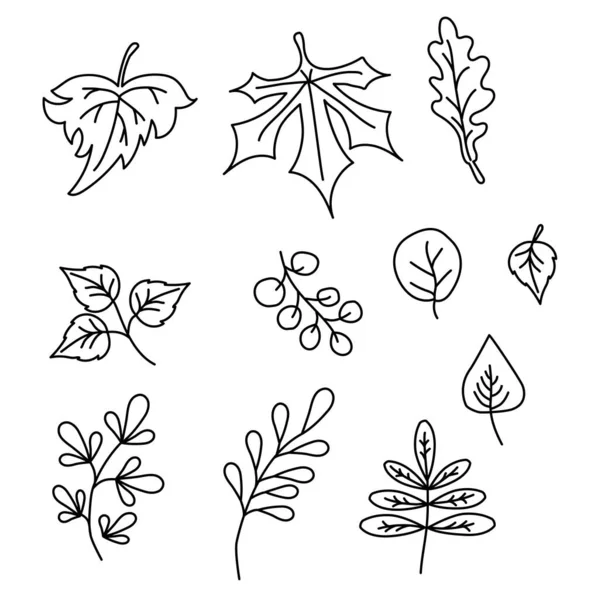Set of elements for the autumn season. Black contour drawings of various leaves. Use for fall design and decoration. Vector. All elements are isolated — Stock Vector