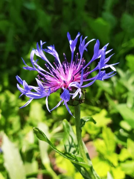 Tarladaki Güzel Çiçekler — Stok fotoğraf