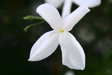Güzel Yasemin bitkisi çiçek açtı.