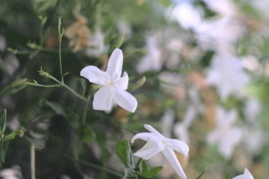 Güzel Yasemin bitkisi çiçek açtı.