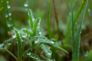 Yazın sabah çimlerin üzerinde çiy taneleri.