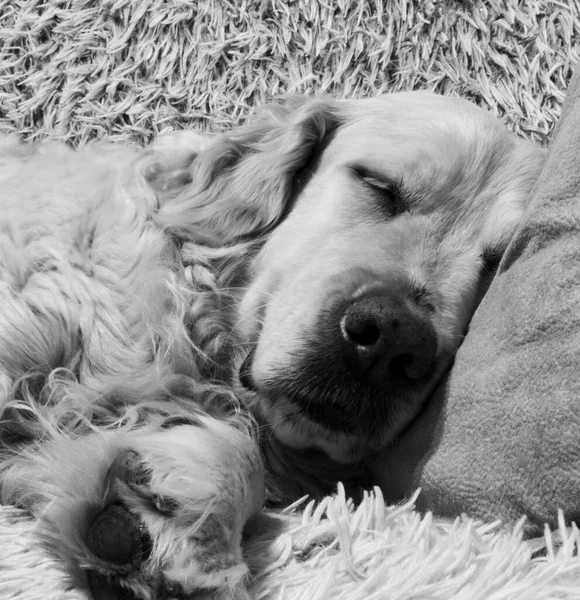 Σκύλος Γκόλντεν Ριτρίβερ Κοιμάται Στο Σπίτι — Φωτογραφία Αρχείου