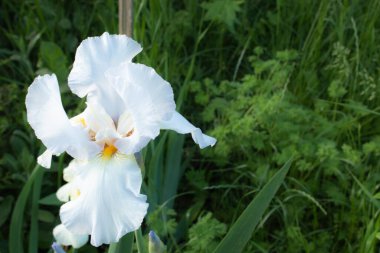 Beyaz iris şehrin dışında, parkta.