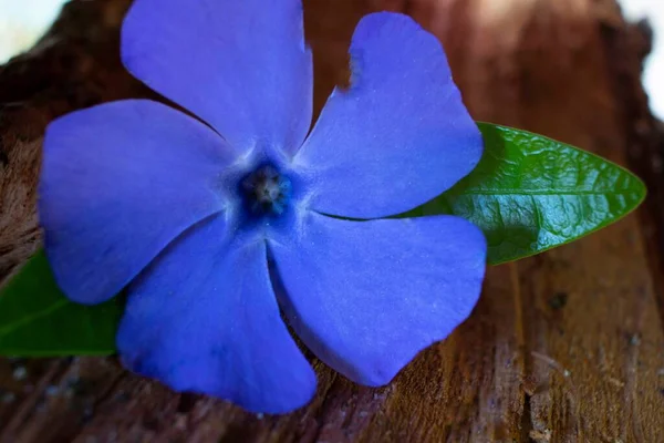 Blaue Blume Auf Einem Holzgrund — Stockfoto