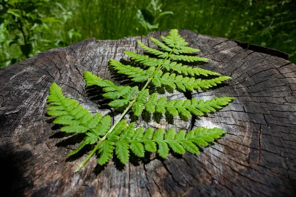 Green Fern Gray Stump Summer — Stock Photo, Image