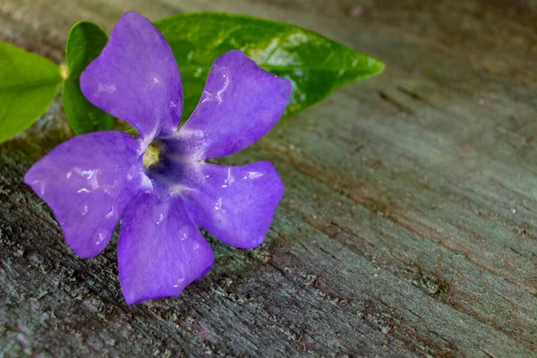 Makro Blaue Blume Auf Holz Hintergrund — Stockfoto