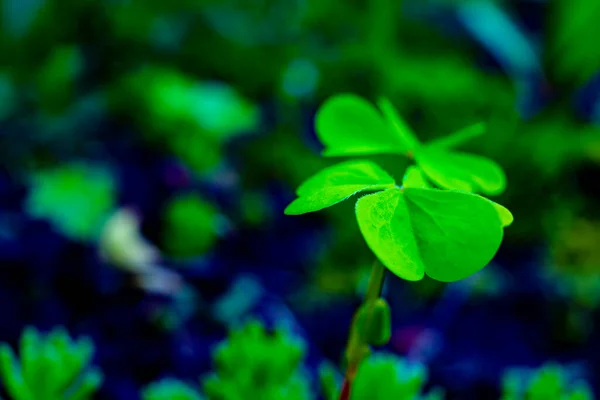 Folha Tenra Verde Contra Fundo Escuro Jardim — Fotografia de Stock