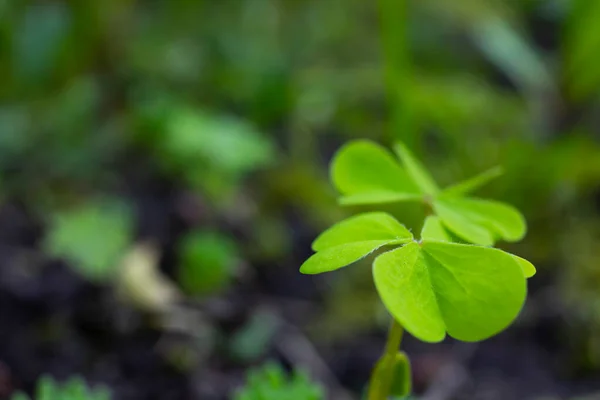 Hoja Tierna Verde Sobre Fondo Oscuro Jardín — Foto de Stock