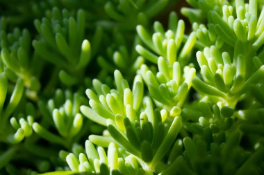 Yazın yeşil bitki makrosu