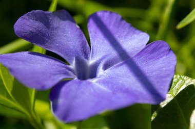 Yazın yeşil çimlerde mavi narin çiçek.