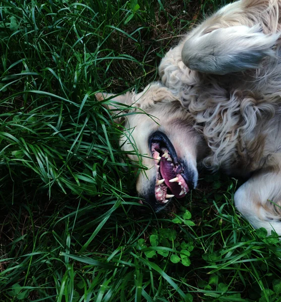 Retriever Σκυλί Ξεκουράζεται Στο Πράσινο Γρασίδι Καλοκαίρι — Φωτογραφία Αρχείου