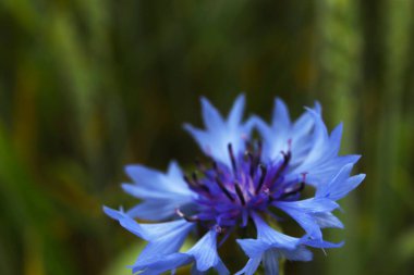 Mor çiçekler çimlerde