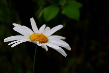 Bahçedeki doğanın arka planında beyaz papatya.