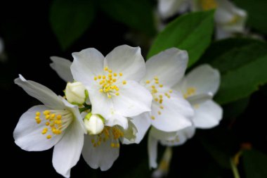 Sarı zambak çiçeği yakın plan