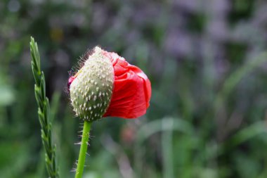Yaz tarlasında haşhaş çiçeği tomurcuğu