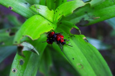 Sarı zambak çiçeği yakın plan