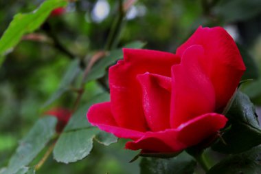 Sarı zambak çiçeği yakın plan