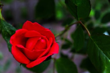 Yeşil arkaplanda kırmızı gül