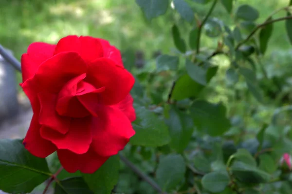 Rosa Roja Jardín Fuera Ciudad Verano — Foto de Stock