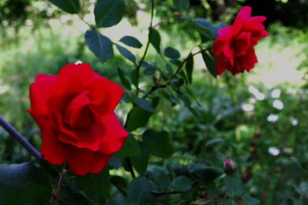 Flores Rosas Jardín Fuera Ciudad Verano — Foto de Stock
