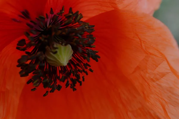 Macro Flor Amapola Verano — Foto de Stock