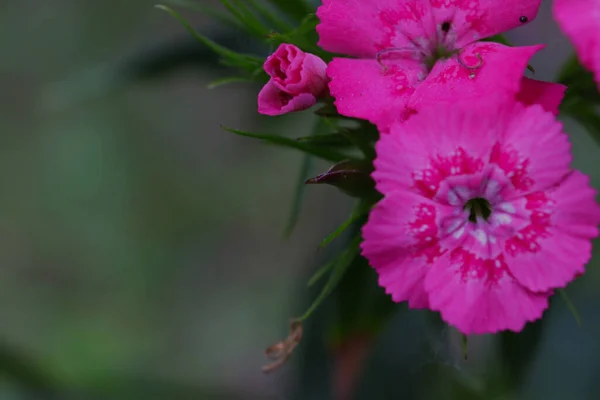 粉红色的花盛开花园植物 — 图库照片