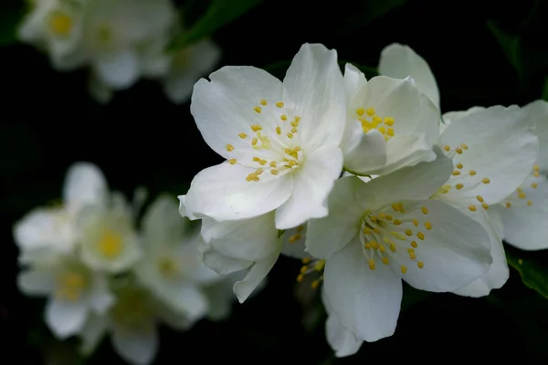 Gelbe Iris Blume Nahaufnahme — Stockfoto