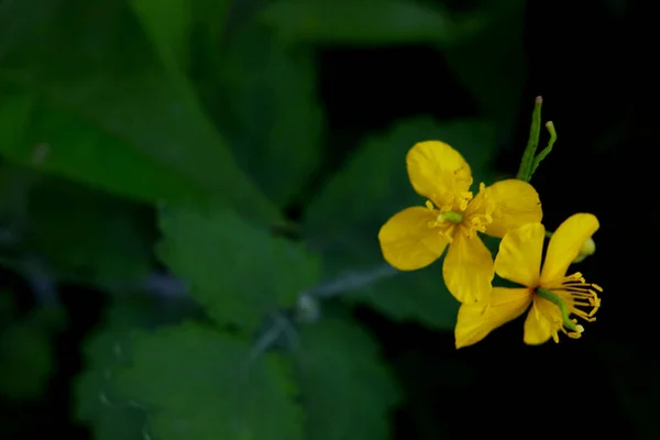 Primo Piano Fiore Iris Giallo — Foto Stock