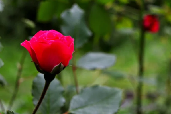 Rosa Flor Jardín Fuera Ciudad Verano — Foto de Stock