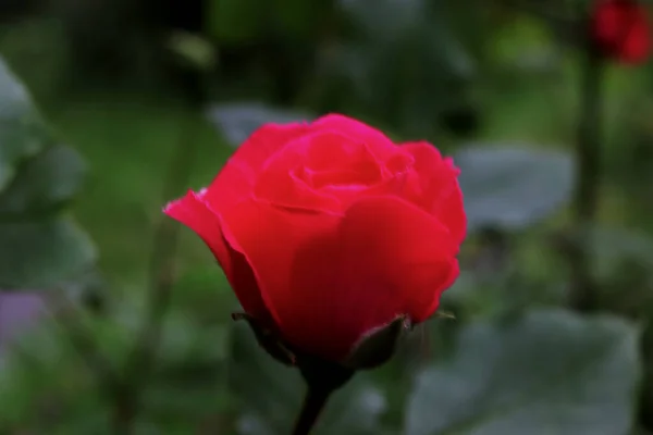 Rosa Flor Jardín Verano — Foto de Stock
