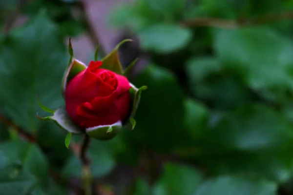Planta Brote Rosa Roja Jardín — Foto de Stock