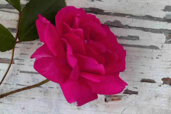 Rosa Roja Única Verano Jardín — Foto de Stock