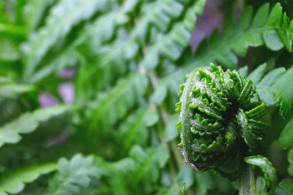 Fougère Dans Jardin Près Maison — Photo