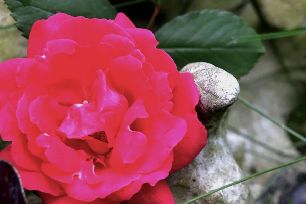 Rosa Roja Jardín — Foto de Stock