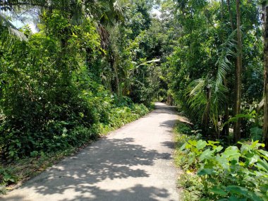 Yolun iki tarafındaki ağaçların güzelliğinin görüntüsü..