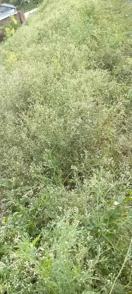 Hutan Kecil Ini Hutan Kecil Untuk Menyukai — Stok Foto