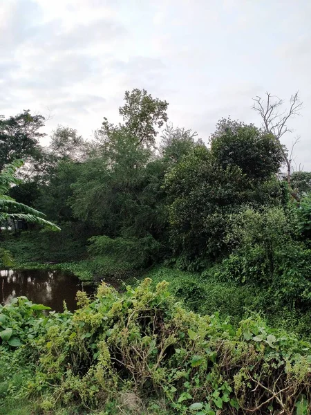 Pemandangan Yang Menakjubkan Dari Pohon Sini Air Menyembunyikan Rahasia Indah — Stok Foto