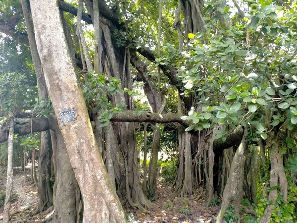 Sebuah Pohon Bot Besar — Stok Foto