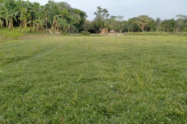 Yeşil bir ağacın diyarı